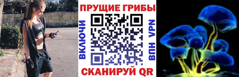 наркота  Мещовск  Псилоцибиновые грибы Psilocybine cubensis 